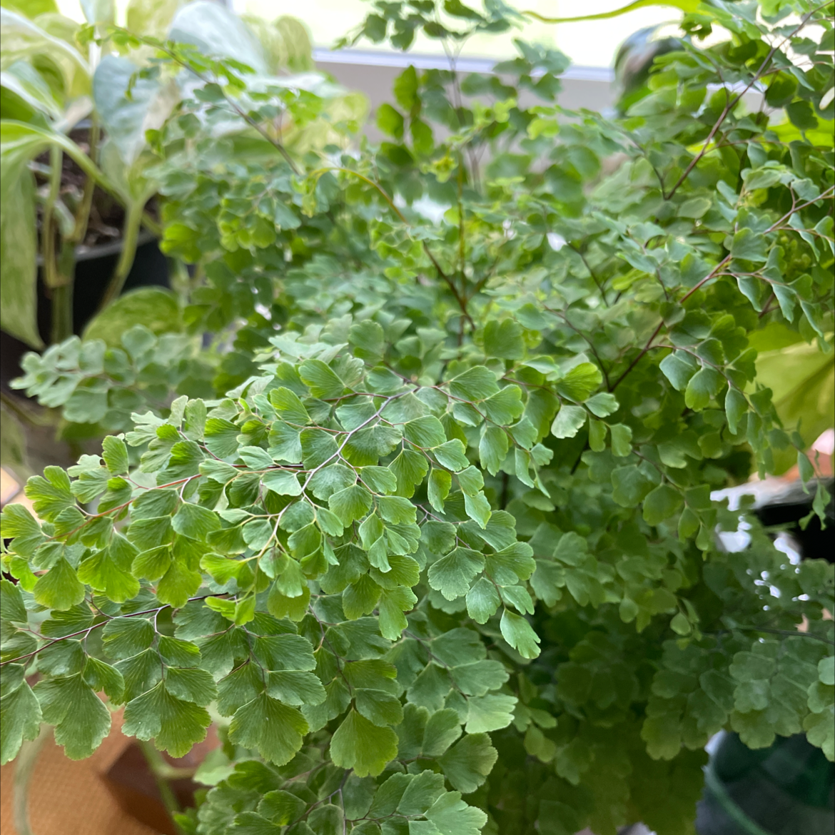 Healthy Hemionitis raddiana plant with small, delicate green leaves.