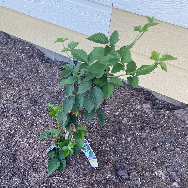 Photo of the plant species Osage Blackberry by Taylor named Rango on Greg, the plant care app