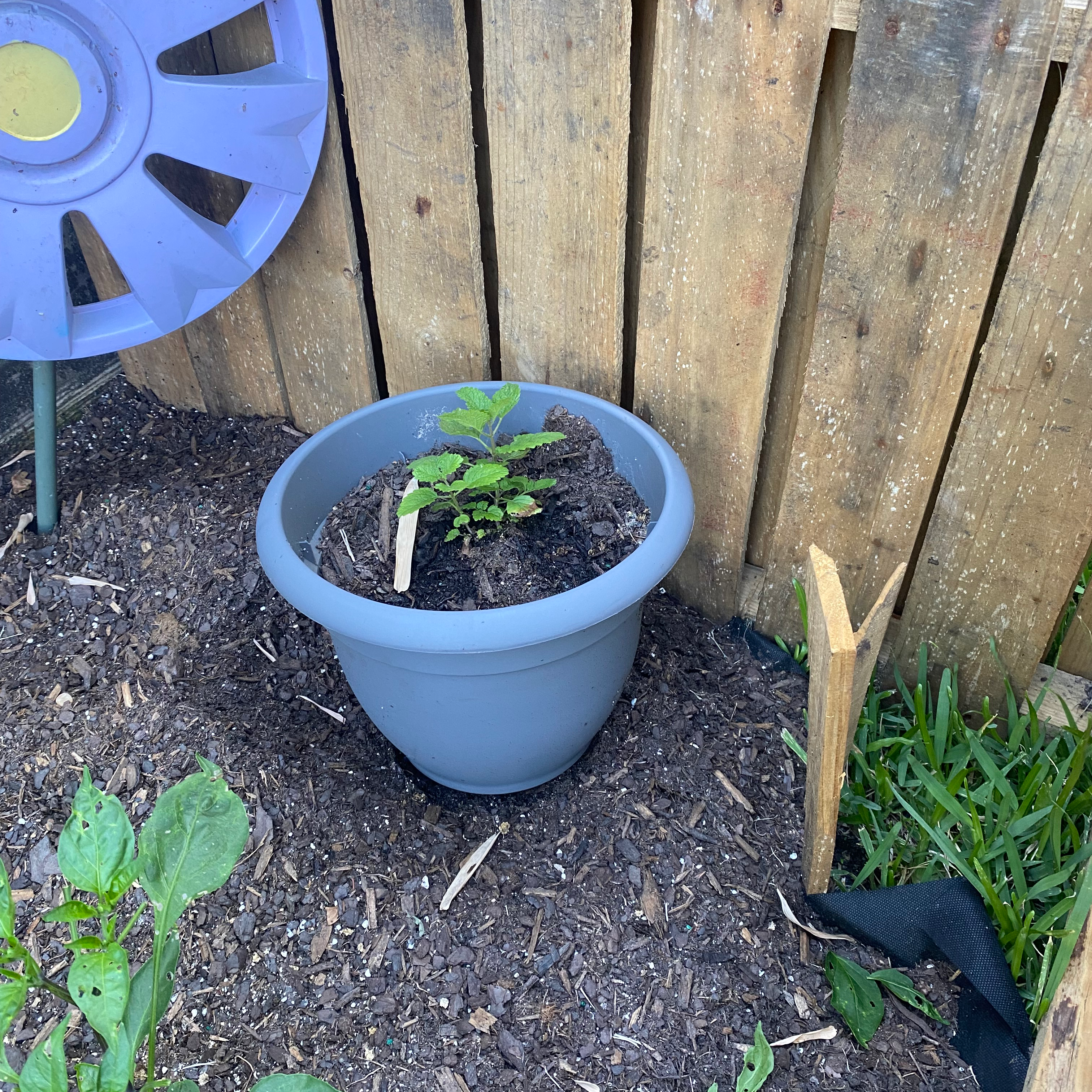 Young Lemon Balm plant in a pot outdoors near a wooden fence.
