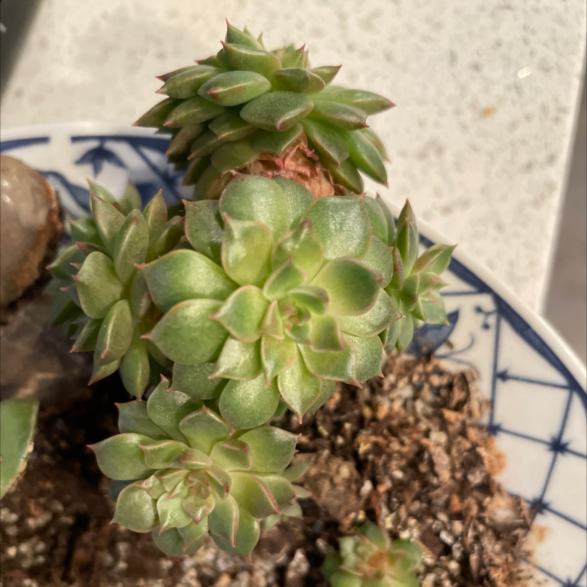 Echeveria colorata succulent plant with rosette-shaped leaves in a pot.