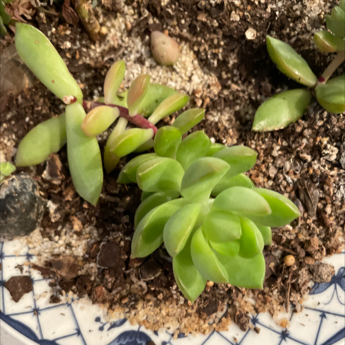 Palmer's Sedum plant in a pot with visible soil and healthy green leaves.