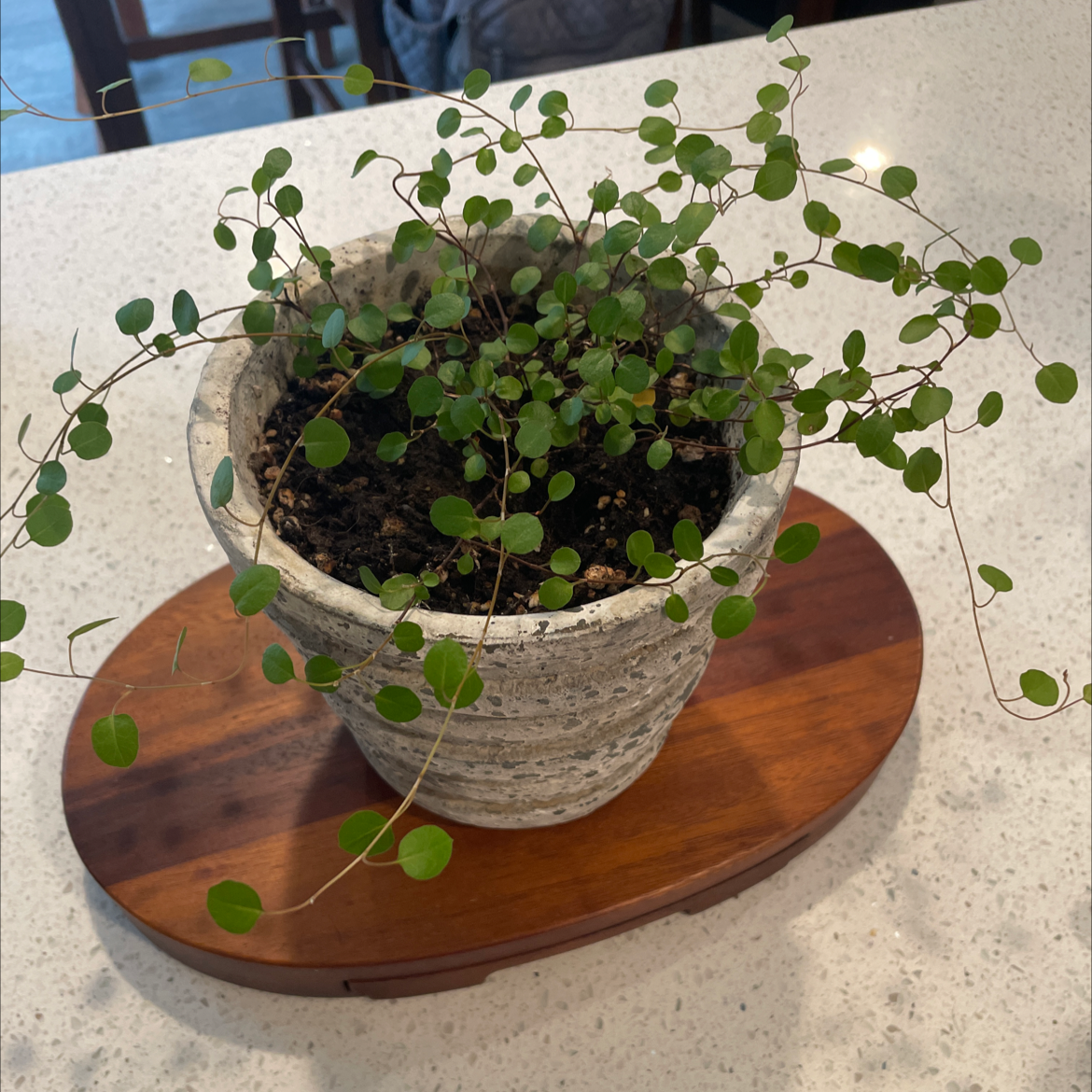 Potted Sprawling Wirevine plant with small, round green leaves on a wooden base.
