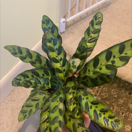 Photo of the plant species Rattlesnake Plant by Ericam666 named Achilles on Greg, the plant care app
