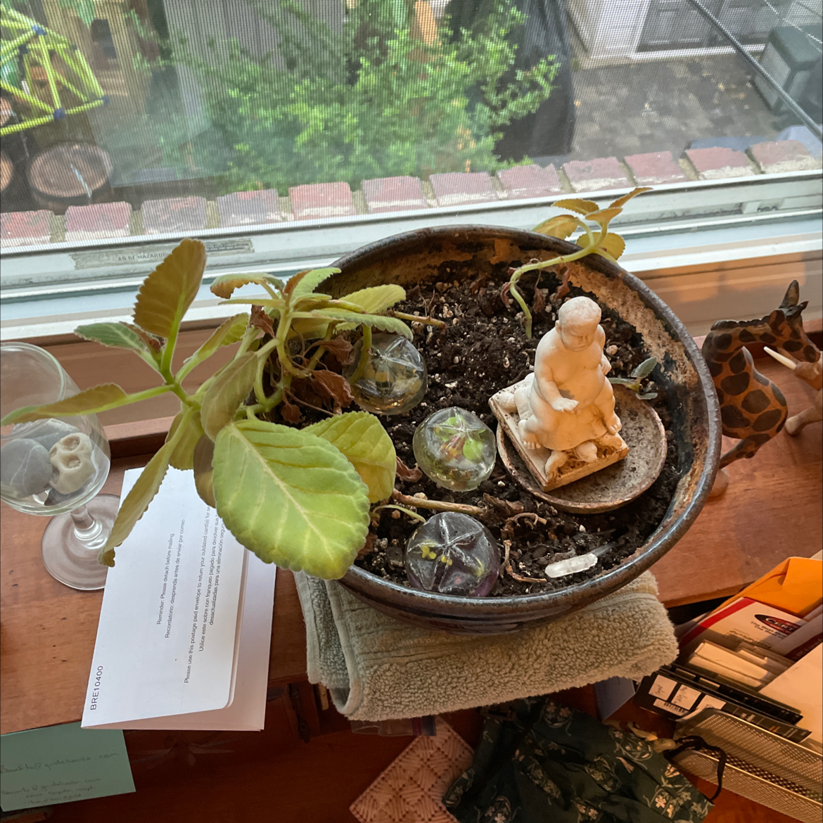 Potted Florist's gloxinia with yellowing and browning leaves, visible soil, no flowers.