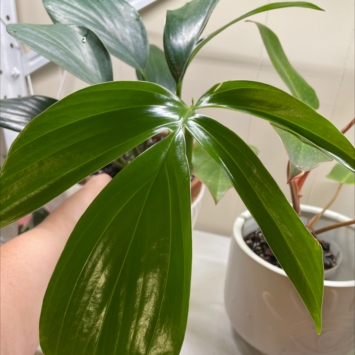 Healthy Rhaphidophora decursiva plant with glossy green leaves. Hand holding a leaf.