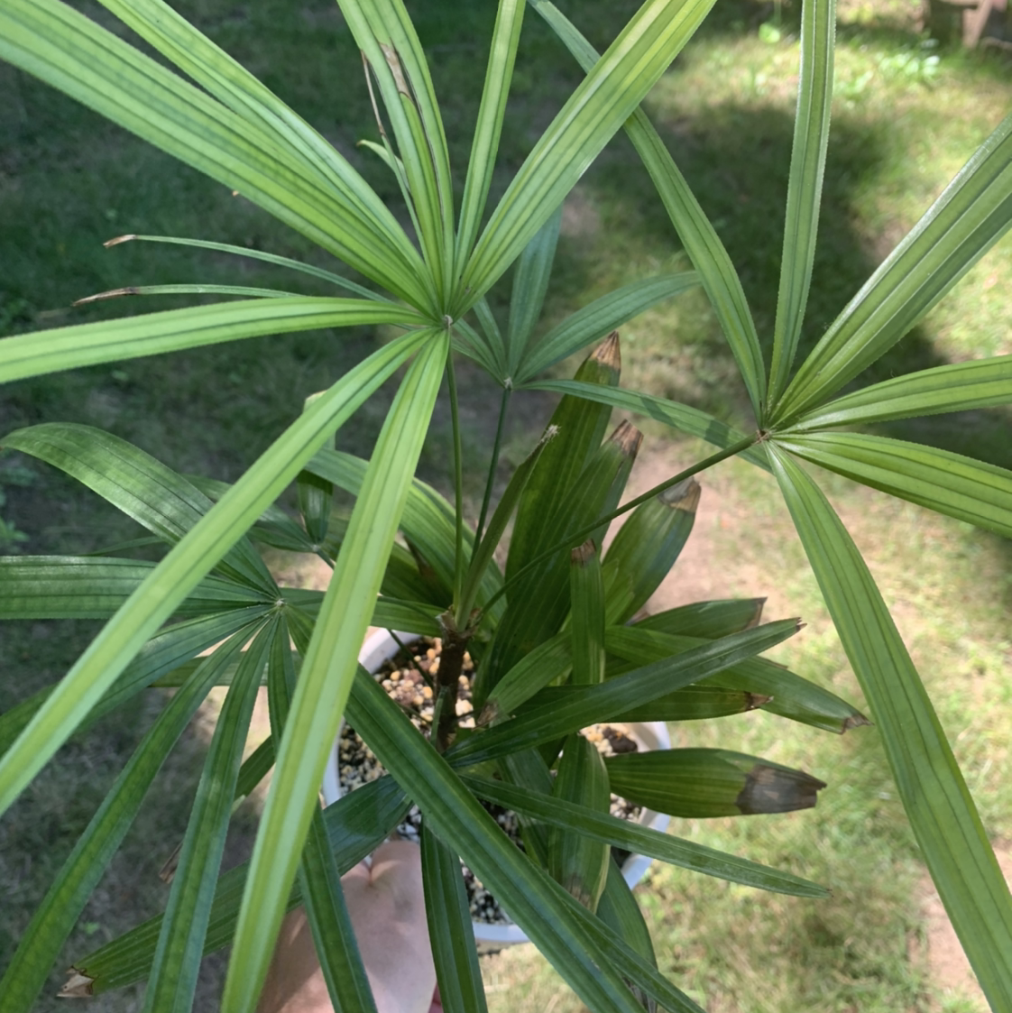 Healthy Rhapsis Palm with vibrant green leaves fanning out, photographed outdoors in clear focus.