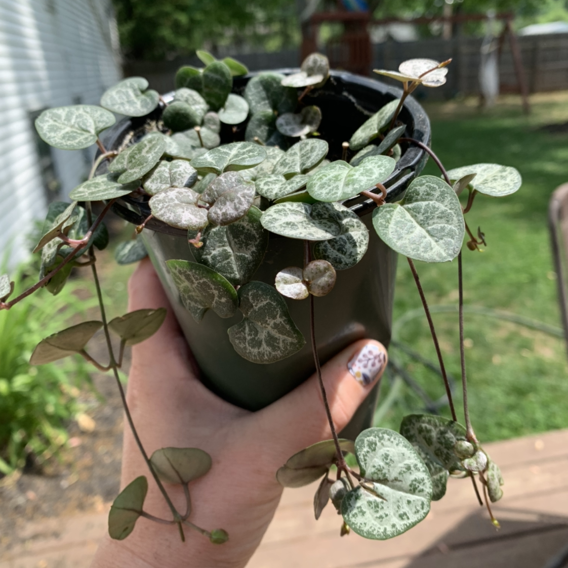 String of Hearts plant photo by @Jenstolt85 named Keanu Leaves on Greg, the plant care app.