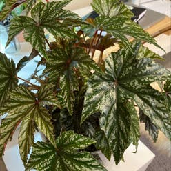 Begonia 'Gryphon' plant