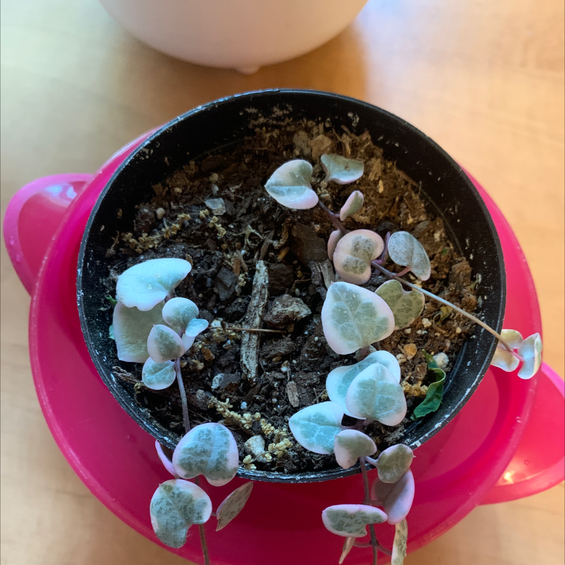 String of Hearts plant photo by @Jenstolt85 named Aria on Greg, the plant care app.