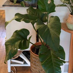 Philodendron 'Imperial Green' plant photo by @Jenstolt85 named Khaleesi on Greg, the plant care app.