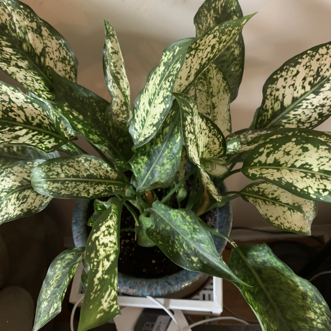 Photo of the plant species Aglaonema 'Spring Snow' by @Jenstolt85 named Foxxy on Greg, the plant care app