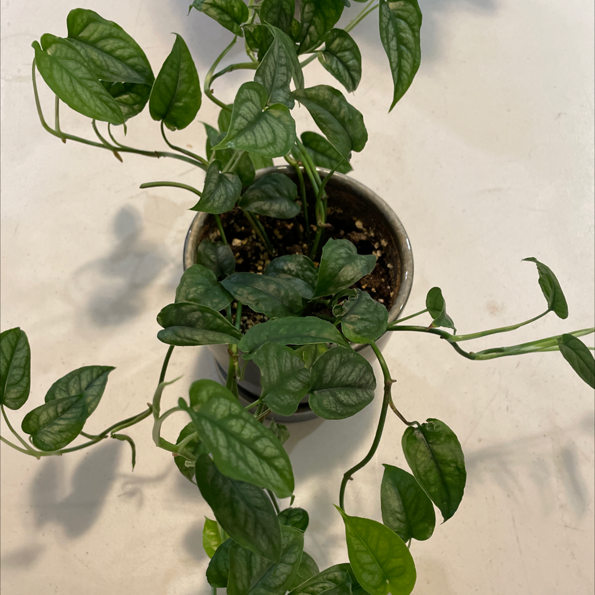 Potted Silver Monstera plant with green, heart-shaped leaves.