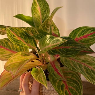 Aglaonema plant in Somewhere on Earth