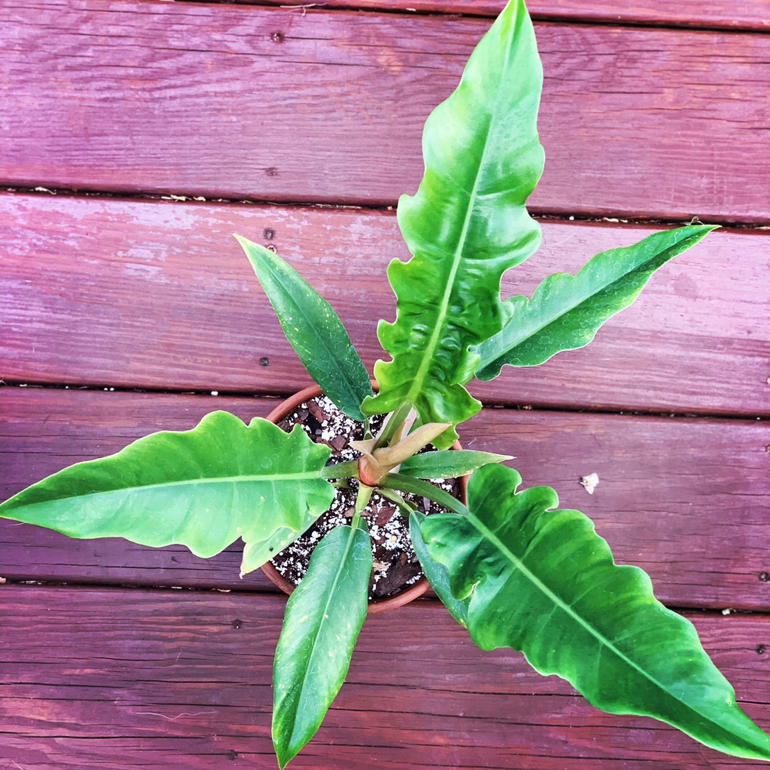 Philodendron Narrow Tiger Tooth plant in a pot on a wooden surface.