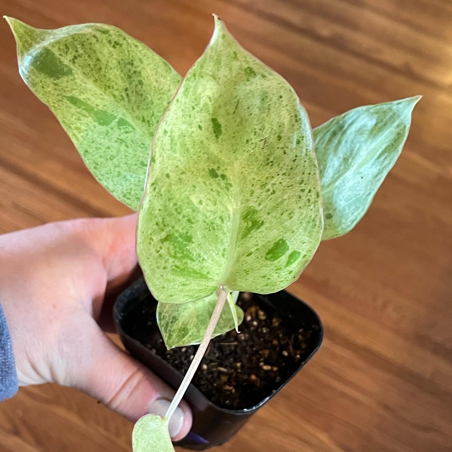Paraiso Verde Philodendron plant with variegated green leaves in a small pot, held by a hand.