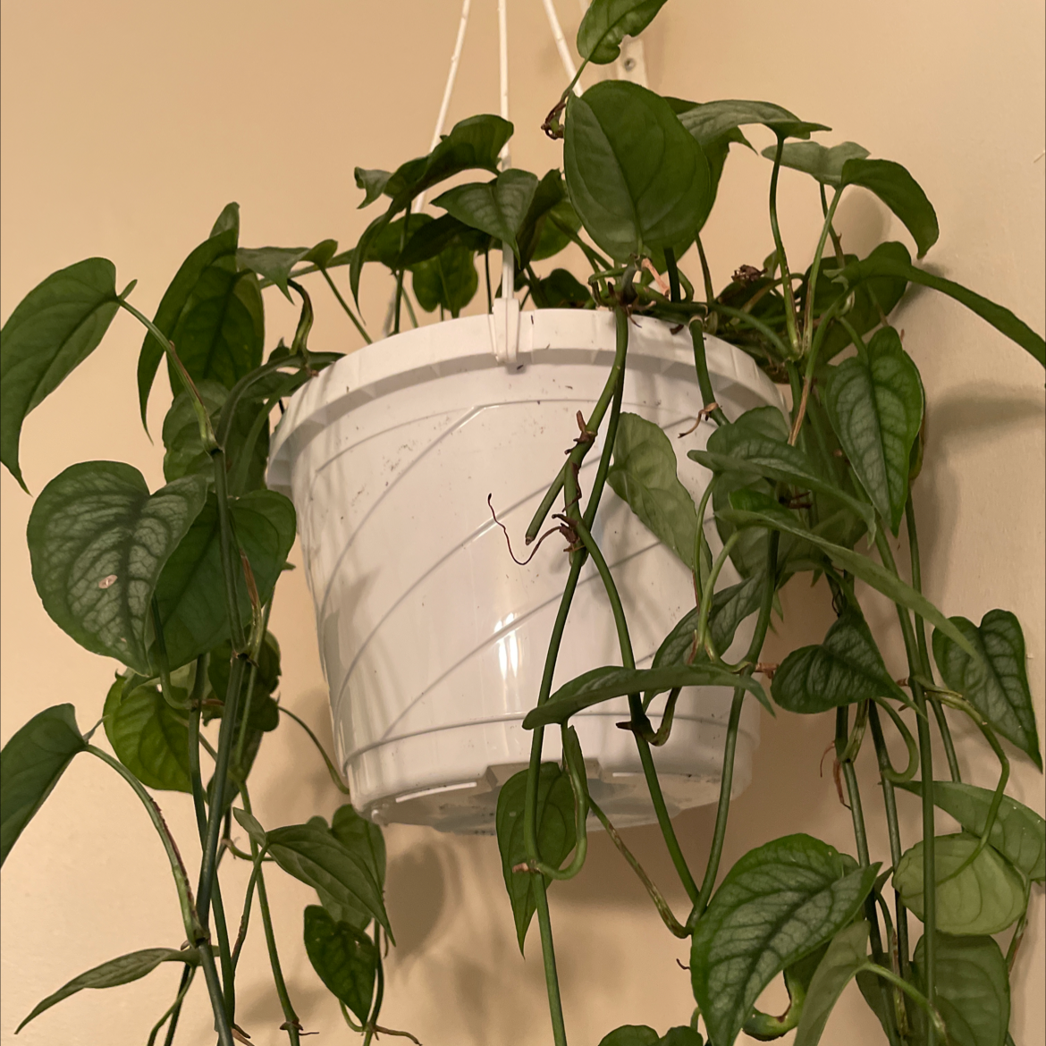 Hanging Silver Monstera plant in a white pot with healthy green leaves.