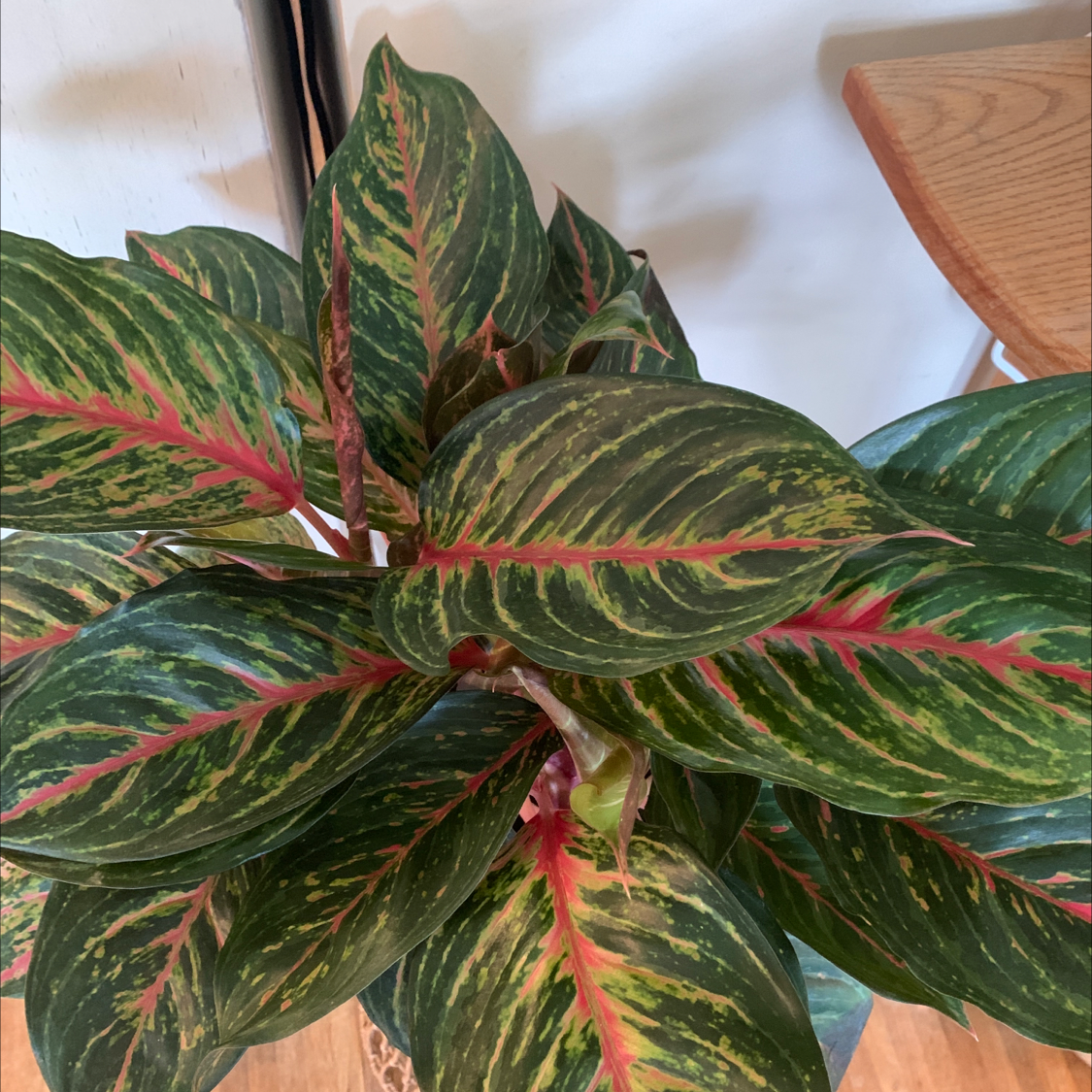Photo of the plant species Chinese Evergreen 'Garnet Coltrane' by @Jenstolt85 named Kylie on Greg, the plant care app