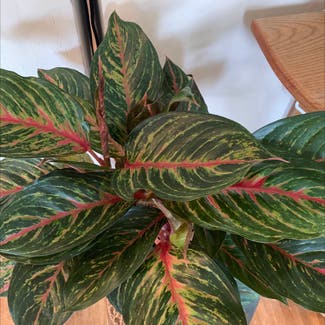Chinese Evergreen 'Garnet Coltrane' plant in Somewhere on Earth