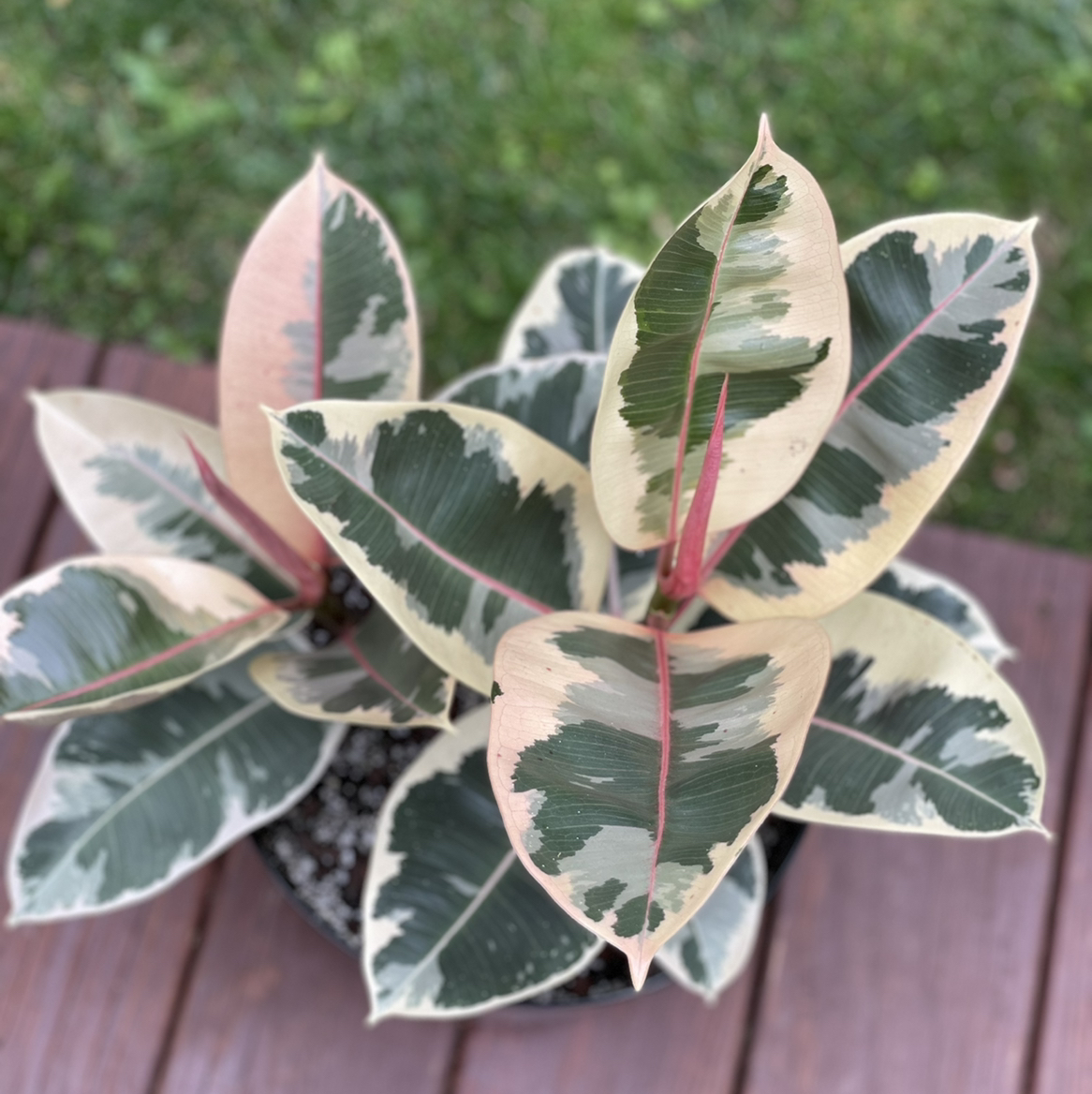 Rubber Plant plant photo by @Jenstolt85 named Shakira on Greg, the plant care app.