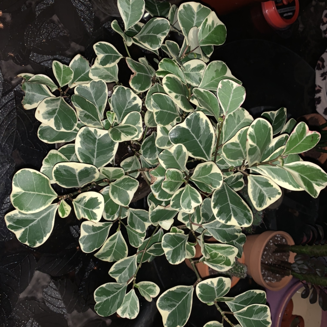 Ficus triangularis 'Variegata' plant photo by @Jenstolt85 named Kim Kardashian on Greg, the plant care app.