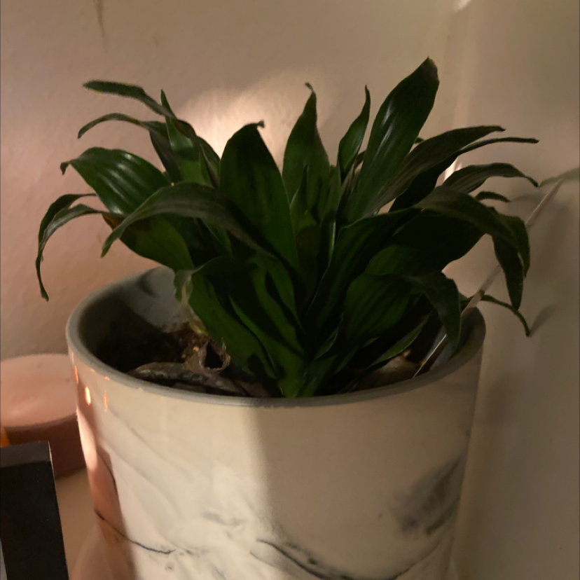 Dracaena 'Janet Craig Compacta' plant photo by @baddiecentral named Orlando Bloom on Greg, the plant care app.