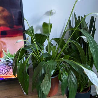 Peace Lily plant in Newcastle upon Tyne, England