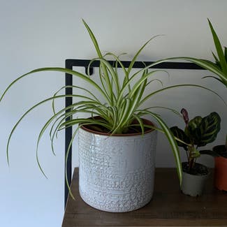 Spider Plant plant in Newcastle upon Tyne, England