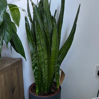 Snake Plant plant in Newcastle upon Tyne, England