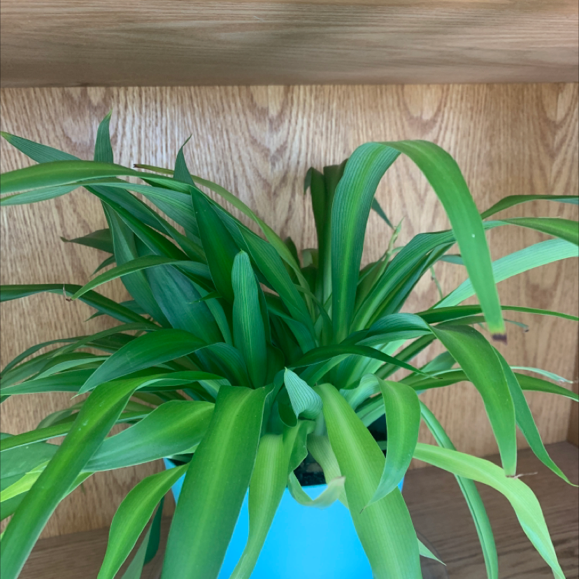 Spider Plant plant photo by @kaitlyn_mcg14 named Your plant on Greg, the plant care app.