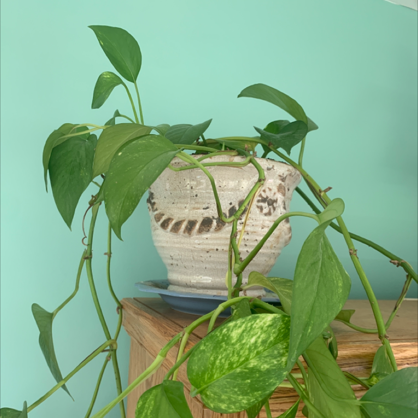 Taro Vine plant photo by @kaitlyn_mcg14 named Your plant on Greg, the plant care app.