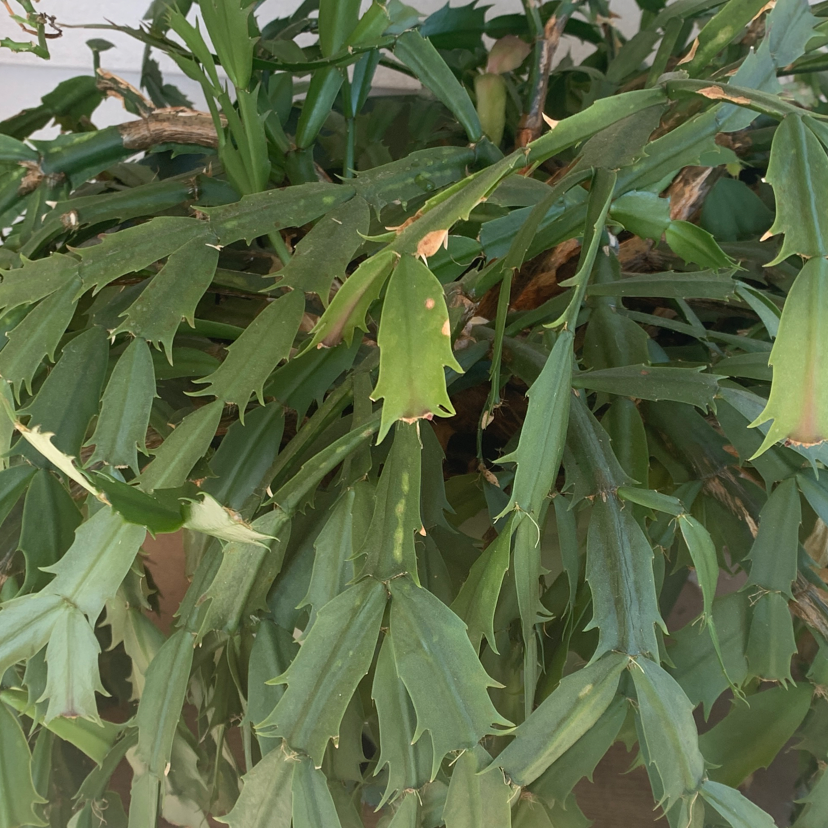 False Christmas Cactus plant photo by @kaitlyn_mcg14 named Your plant on Greg, the plant care app.