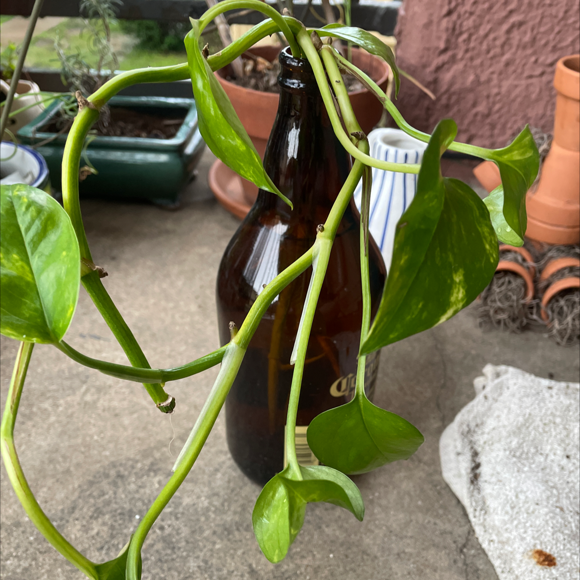 Taro Vine plant photo by @MoSunny named Plato on Greg, the plant care app.