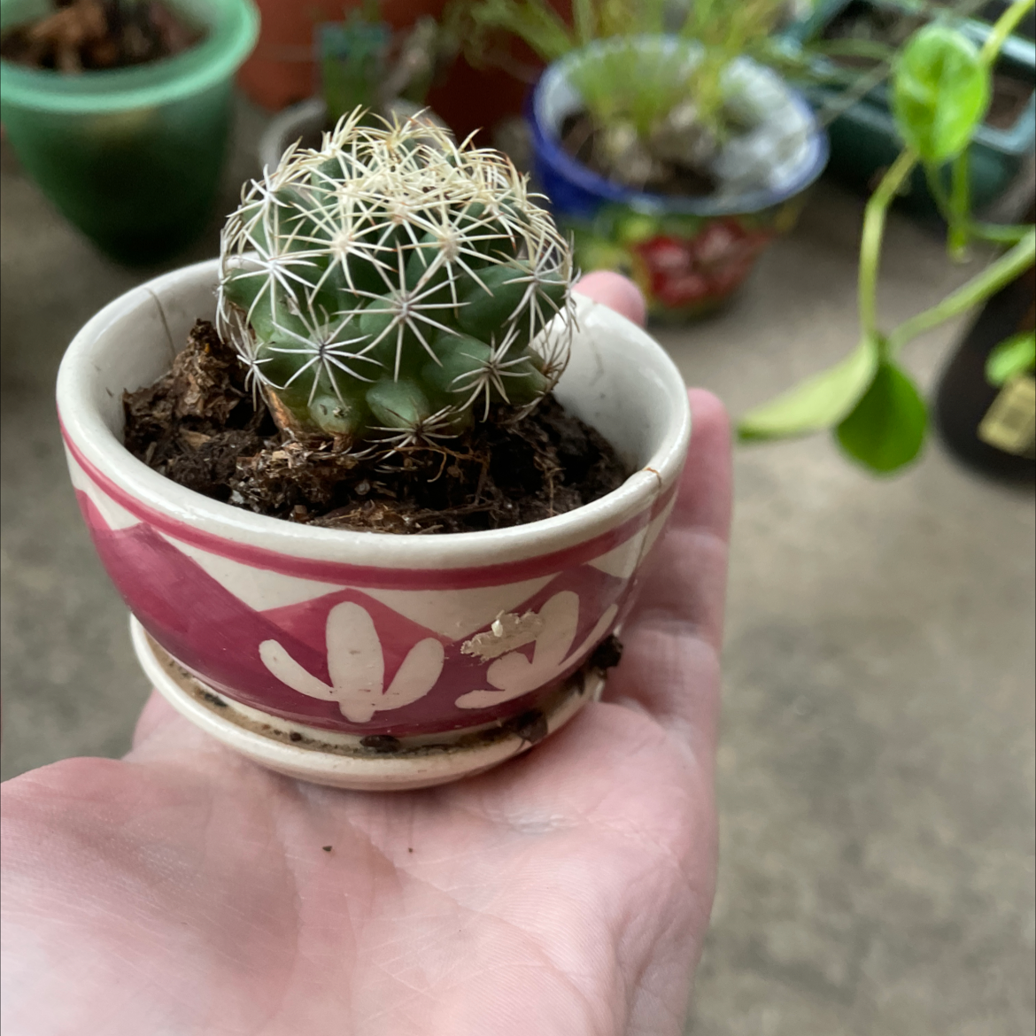 Photo of the plant species Scheer's Fishhook Cactus by @MoSunny named Gomez on Greg, the plant care app