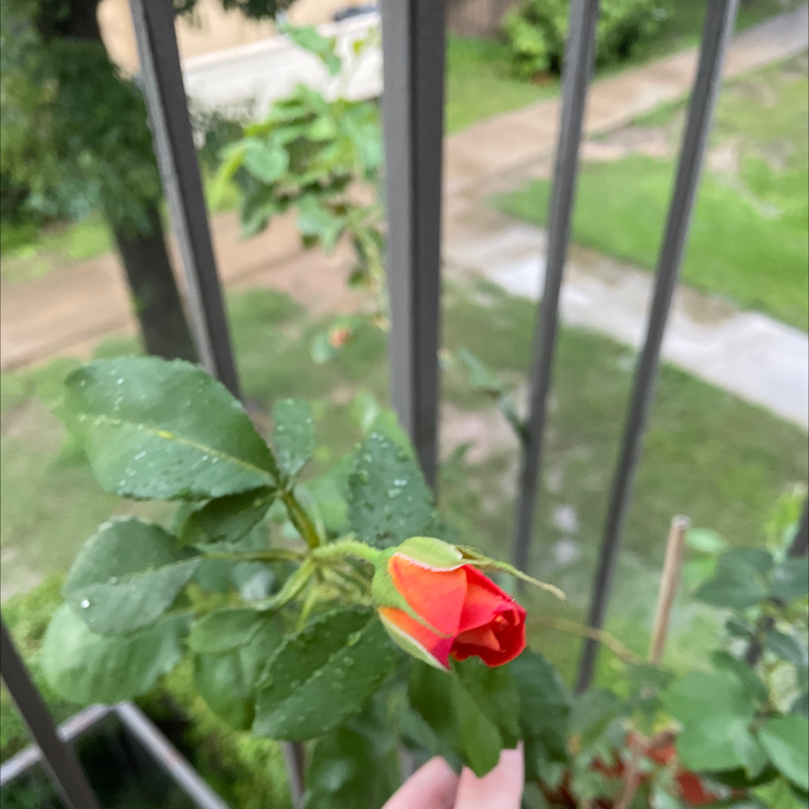 Photo of the plant species Joseph's Coat Rose by @MoSunny named Oscar on Greg, the plant care app
