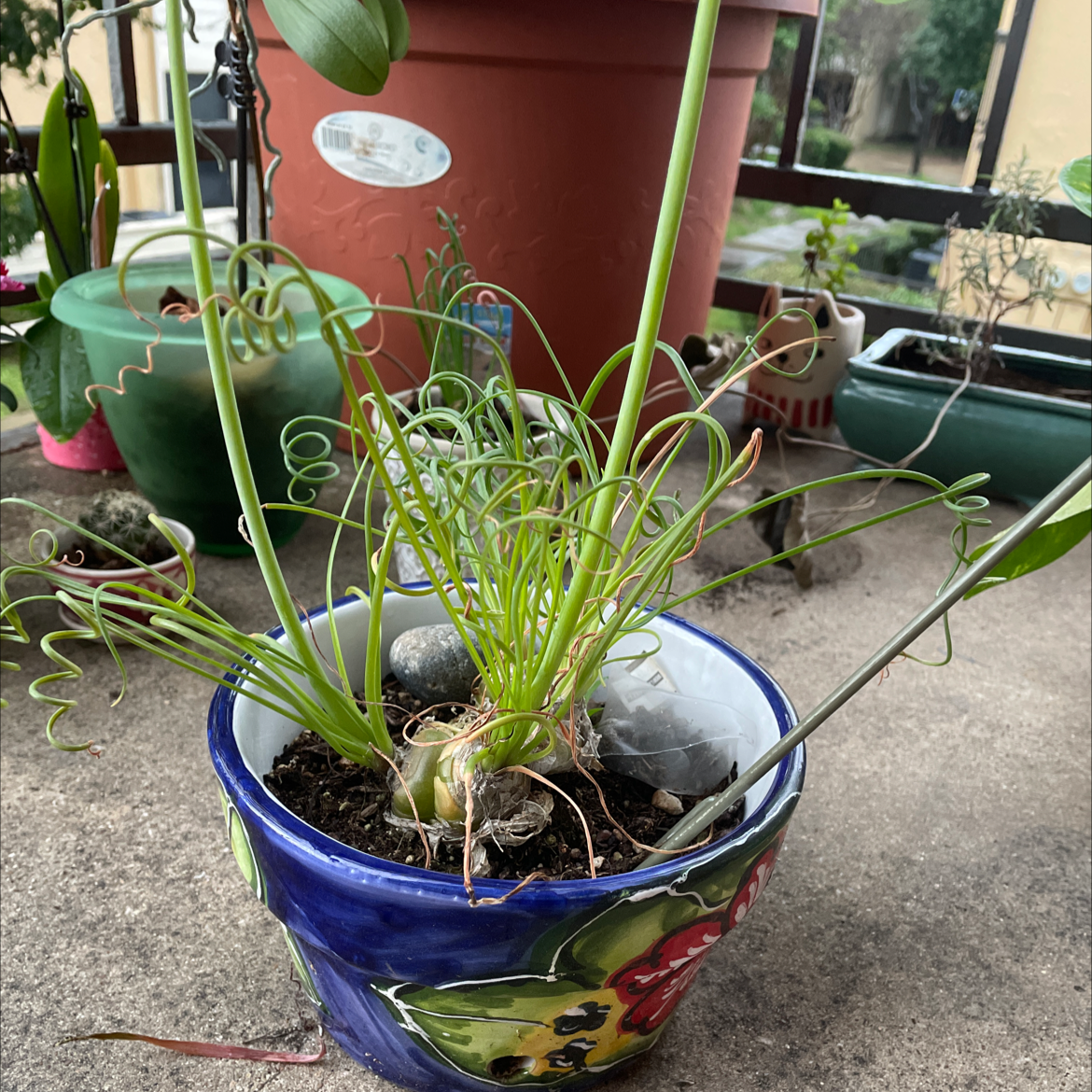 Albuca Spiralis plant photo by @MoSunny named Patroclus on Greg, the plant care app.