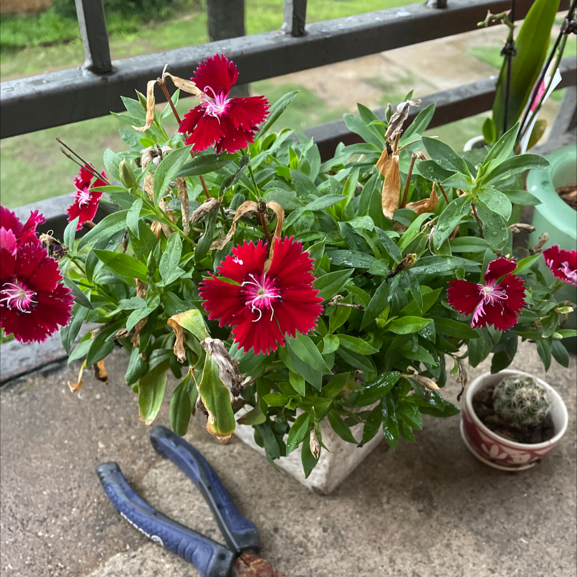 Chinese Pink plant photo by @MoSunny named Dolores on Greg, the plant care app.