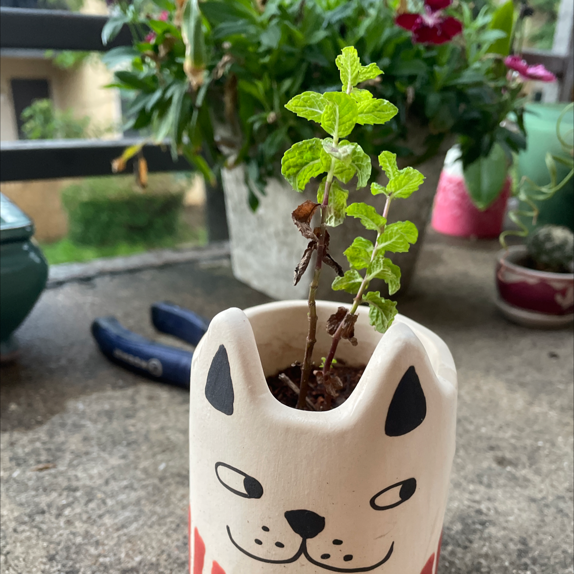 Sweet Basil plant photo by @MoSunny named Mando on Greg, the plant care app.