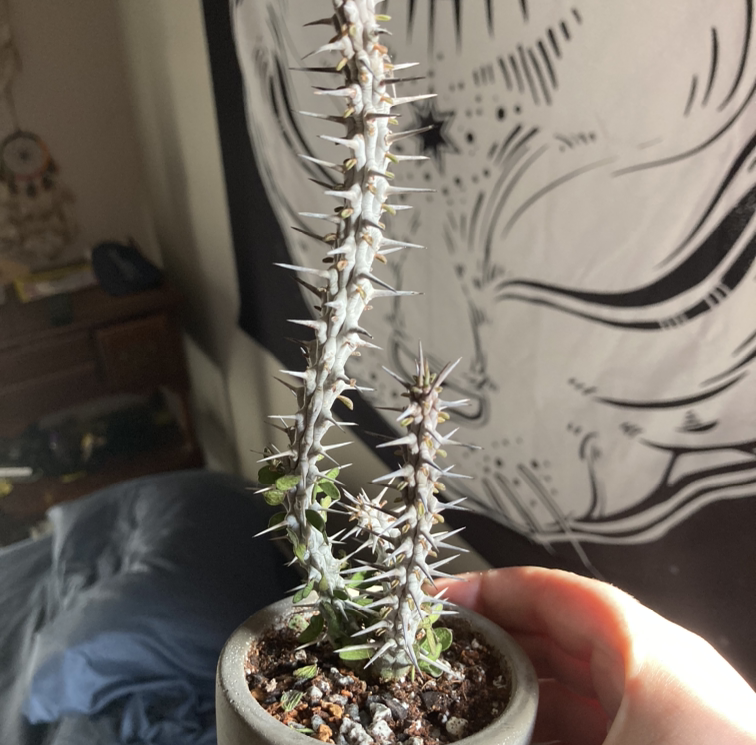 A hand holding a potted Crown of Thorns plant with tall spiky branches covered in small leaves and white flowers.