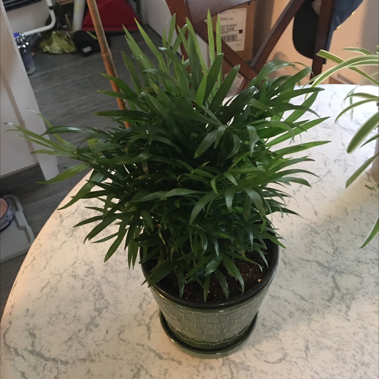 Parlour Palm plant photo by Betty named Your plant on Greg, the plant care app.