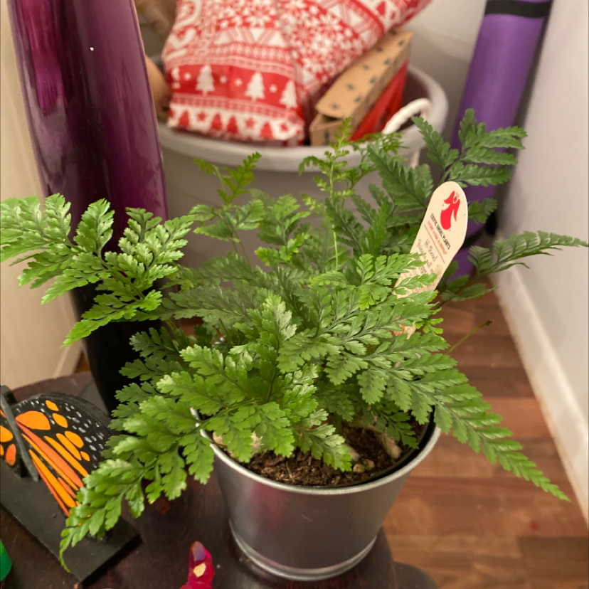 Leatherleaf Fern in a small pot with vibrant green leaves, well-framed and in focus.