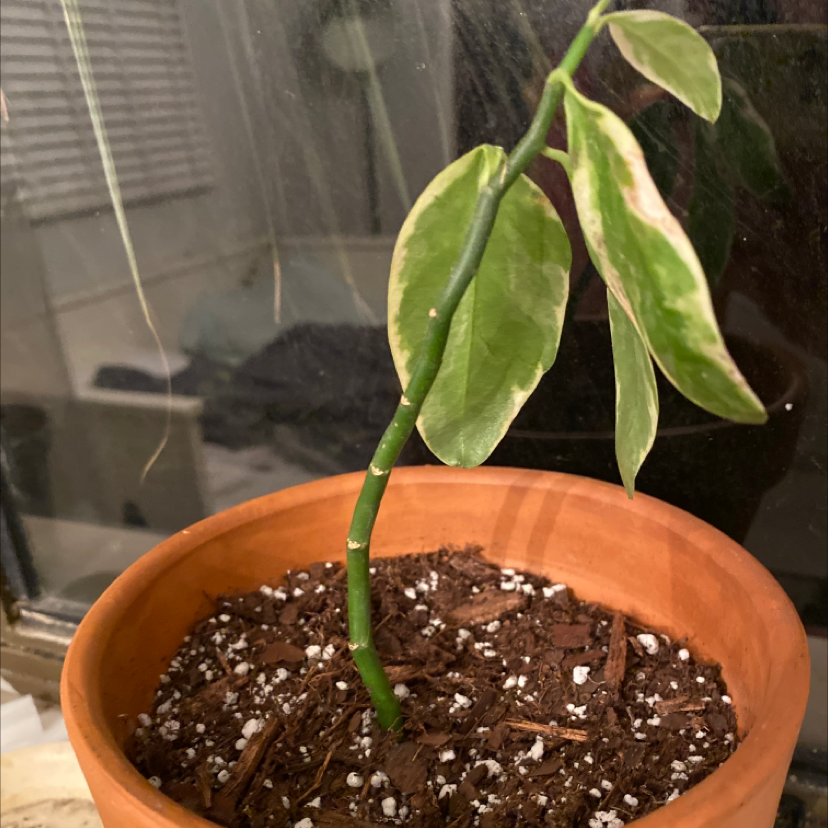 Potted immature poinsettia plant with large green variegated leaves in terracotta pot with dark soil, no flowers visible yet.