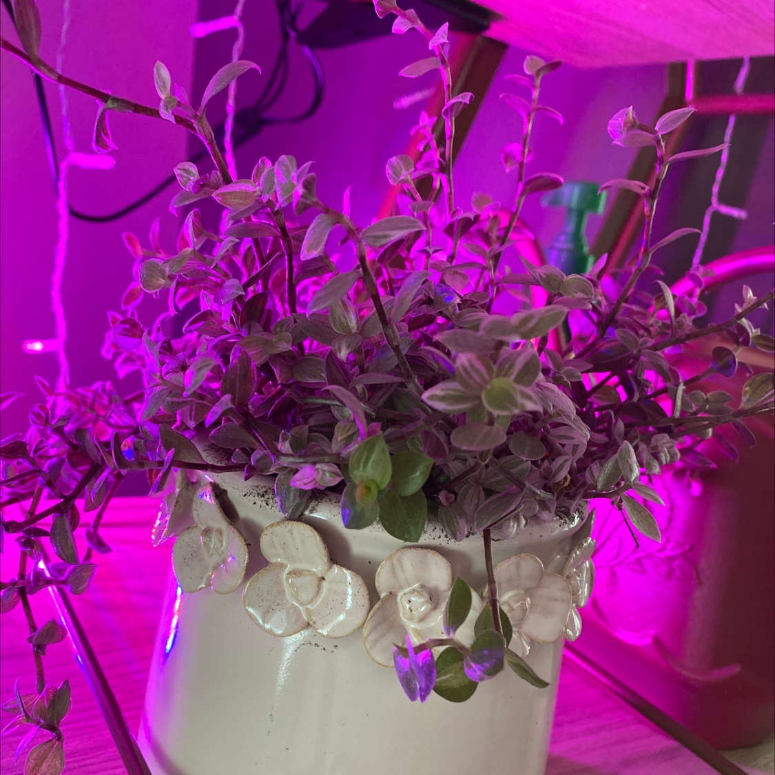 Callisia Pink Panther plant in a decorative pot under artificial lighting.