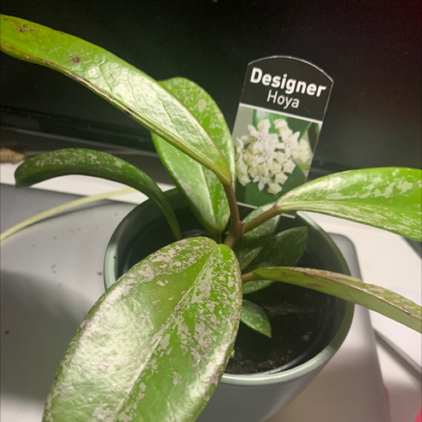 Photo of the plant species Hoya Pubicalyx by Yuna named Splashes on Greg, the plant care app
