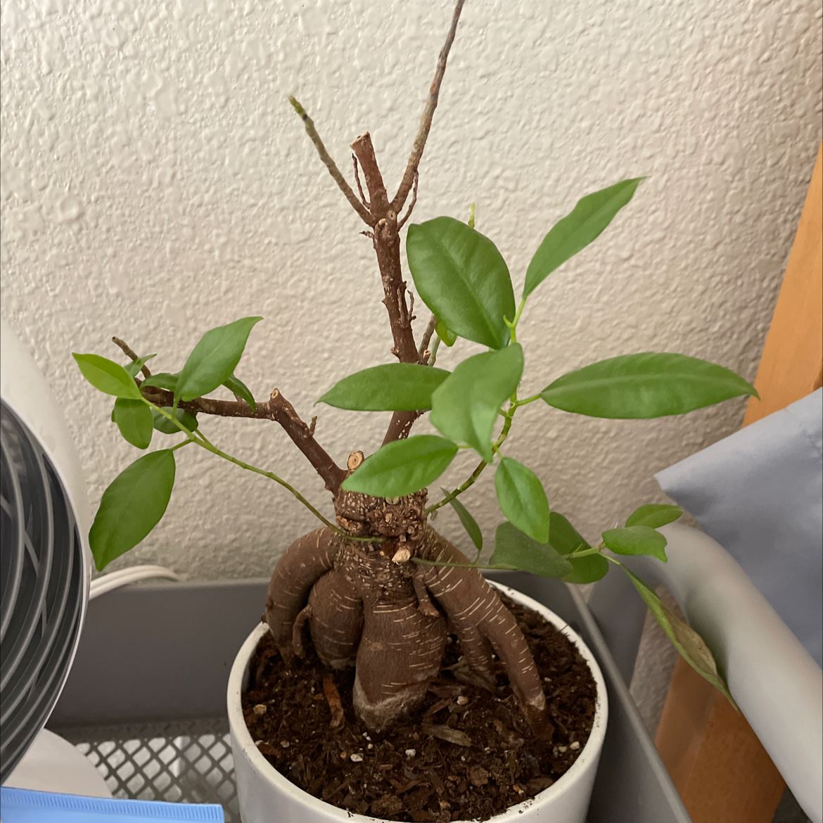 Ficus Ginseng plant photo by Emily named my tree on Greg, the plant care app.