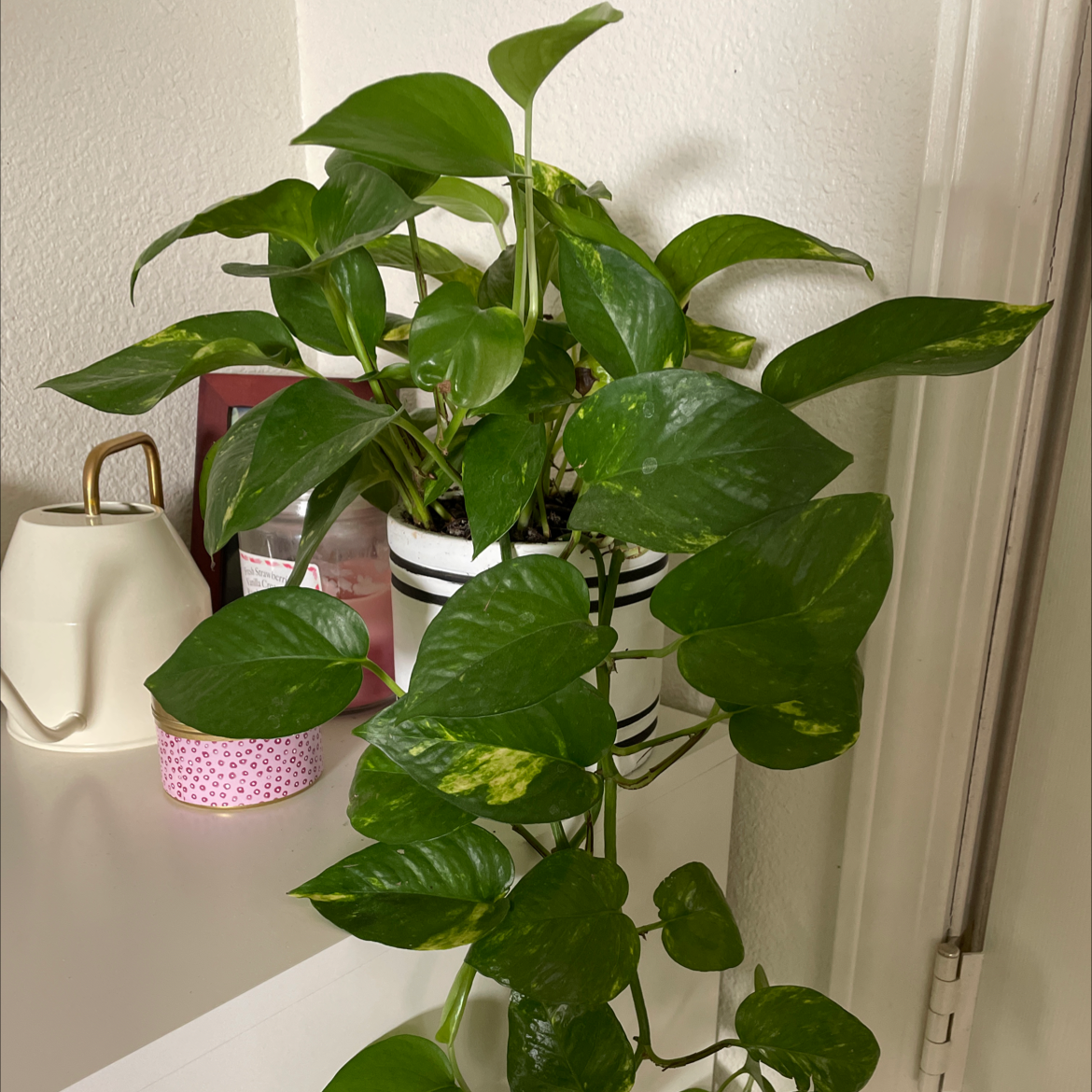 Taro Vine plant photo by Emily named my beauty on Greg, the plant care app.