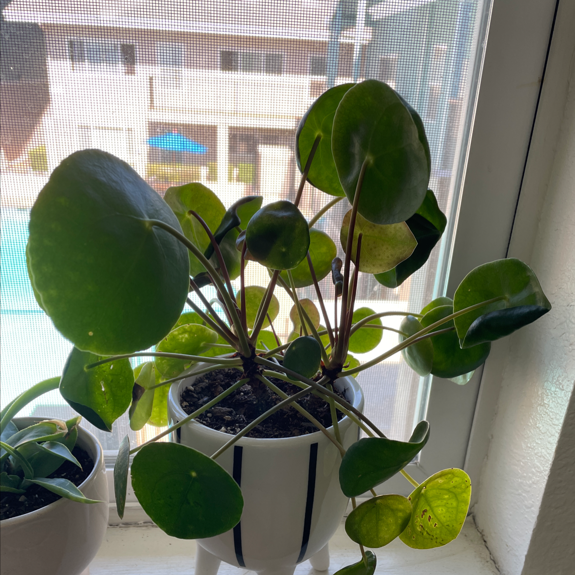 Chinese Money Plant plant photo by Emily named pilea baby on Greg, the plant care app.