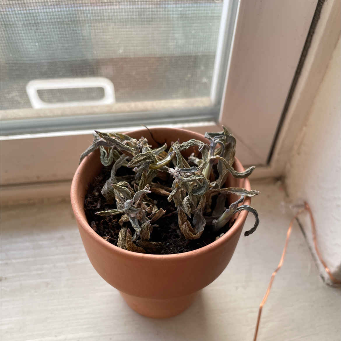 Jelly Bean Plant plant photo by Emily named tessa’s succulent on Greg, the plant care app.