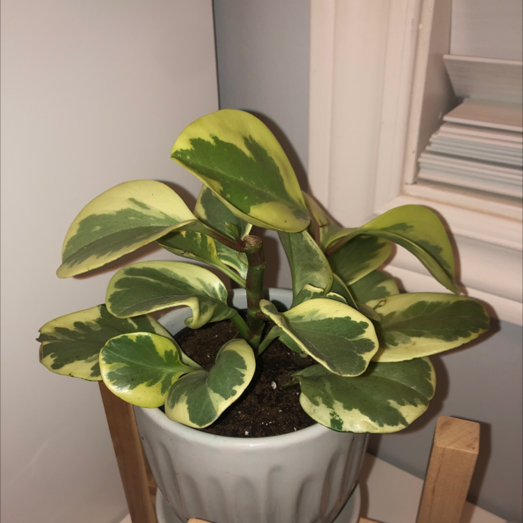Rainbow Peperomia plant in a white pot with variegated green and yellow leaves.