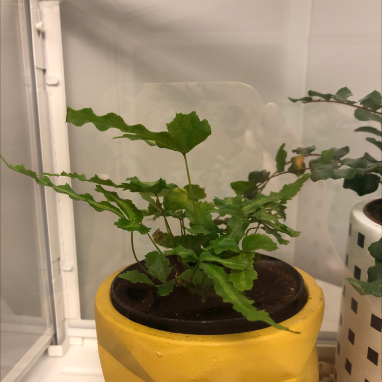 Brake Fern in a yellow pot with visible soil, healthy green leaves, and no signs of disease.