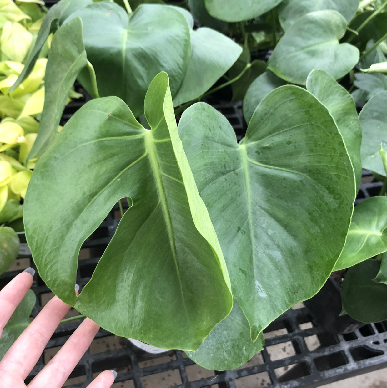 Monstera plant photo by @taylorlawson named francesca on Greg, the plant care app.